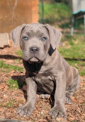 Les chiots de Cane Corso