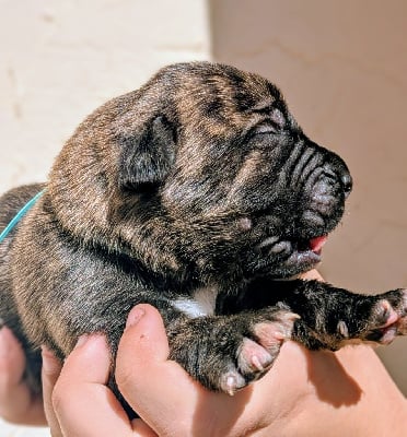 Les chiots de Cane Corso