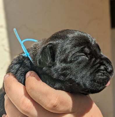 Les chiots de Cane Corso