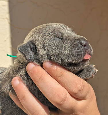 Les chiots de Cane Corso