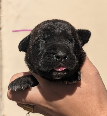 Les chiots de Cane Corso