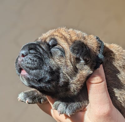 Les chiots de Cane Corso
