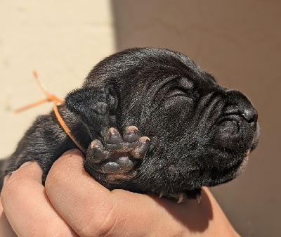 Les chiots de Cane Corso