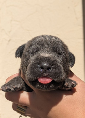 Les chiots de Cane Corso