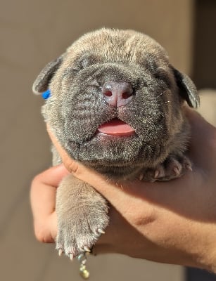 Les chiots de Cane Corso