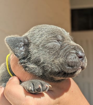 Les chiots de Cane Corso