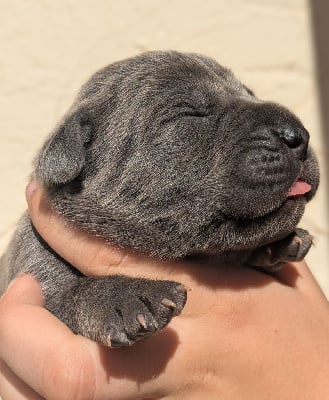 Les chiots de Cane Corso