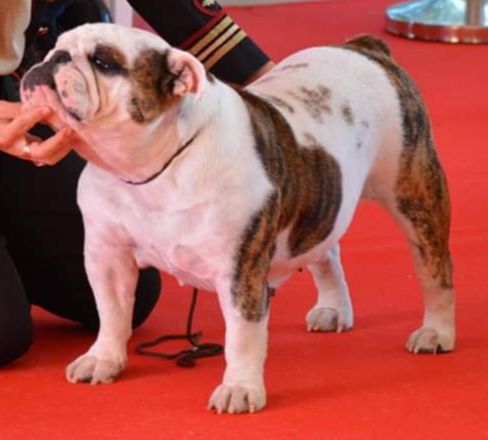 Lady million De Castelfranco Veneto - ***