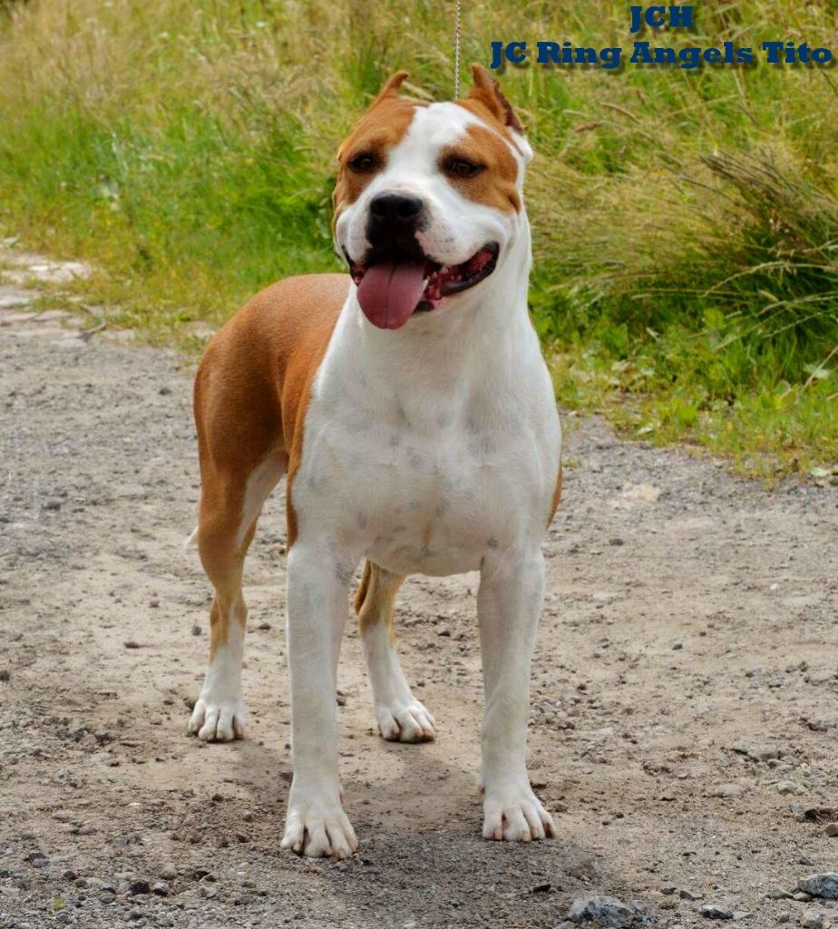 Publication : Glory Potency Of Ring's