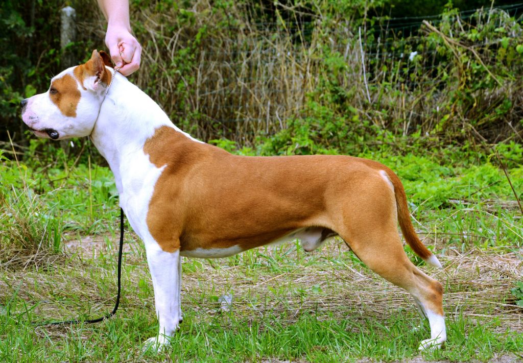 Publication : Glory Potency Of Ring's