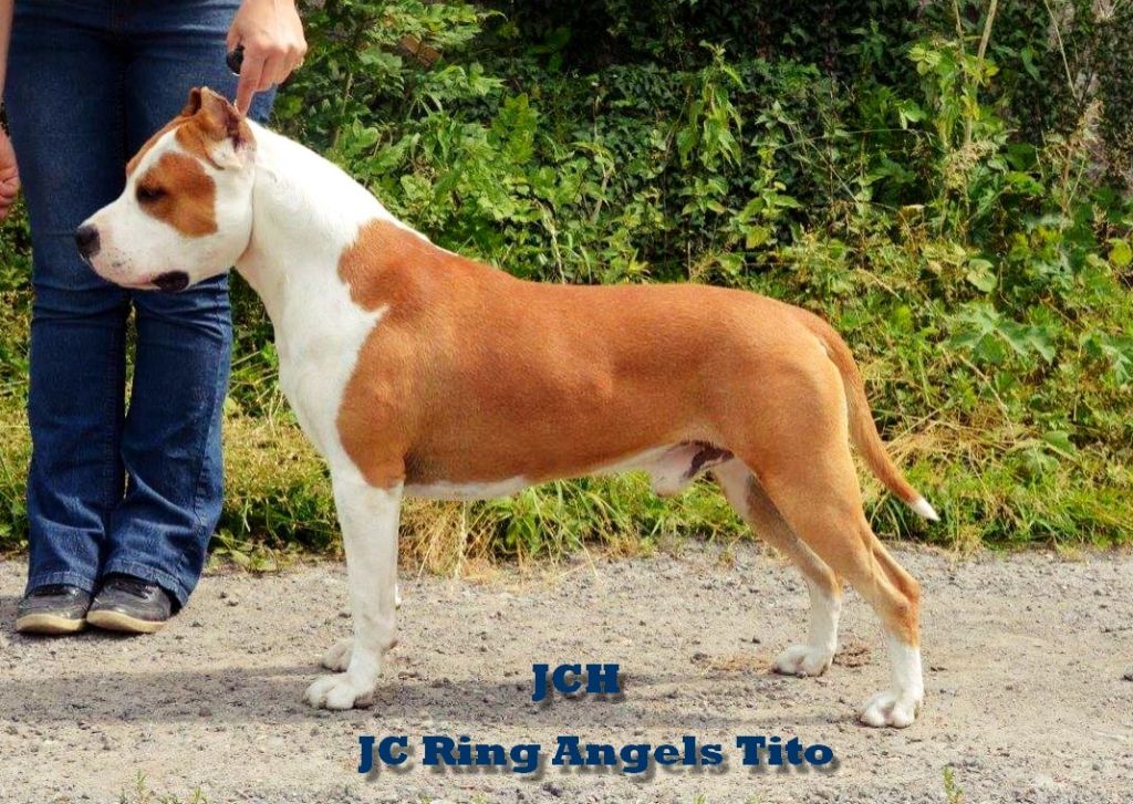 Publication : Glory Potency Of Ring's