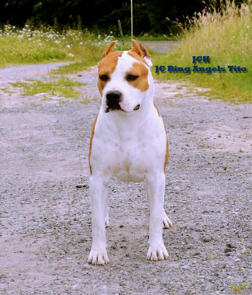 Publication : Glory Potency Of Ring's