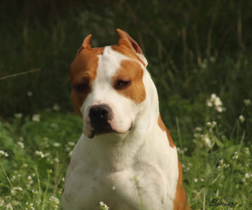 Publication : Glory Potency Of Ring's