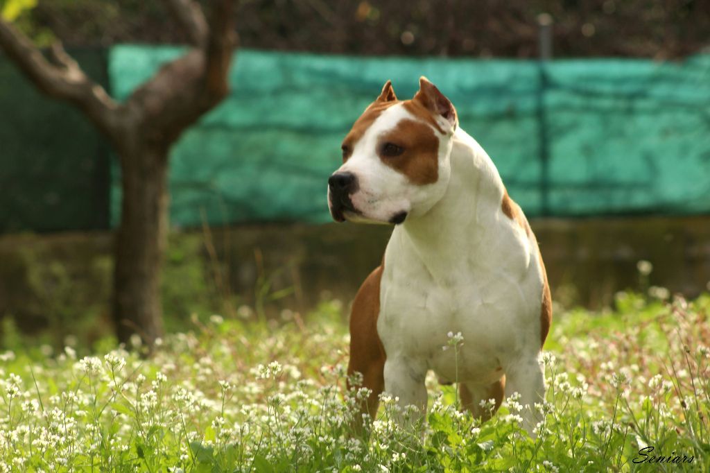 Publication : Glory Potency Of Ring's