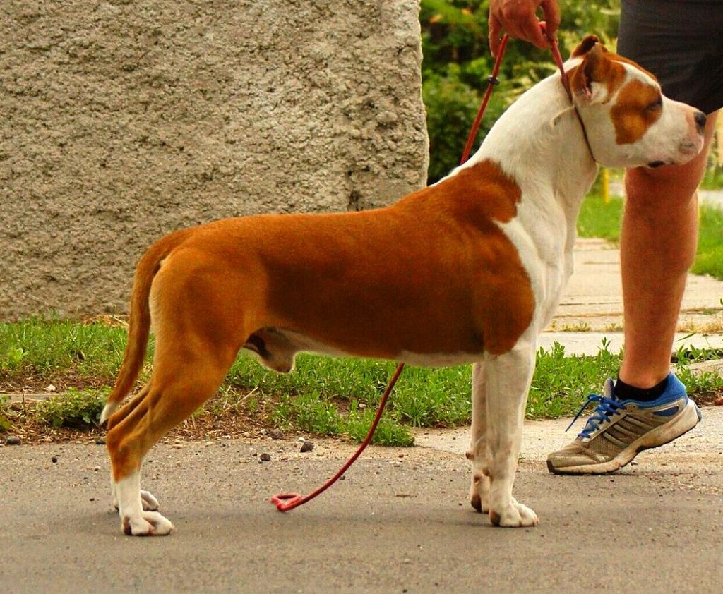 Publication : Glory Potency Of Ring's