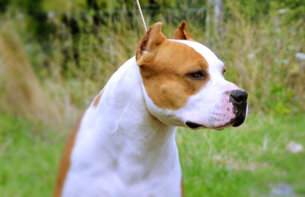 Publication : Glory Potency Of Ring's