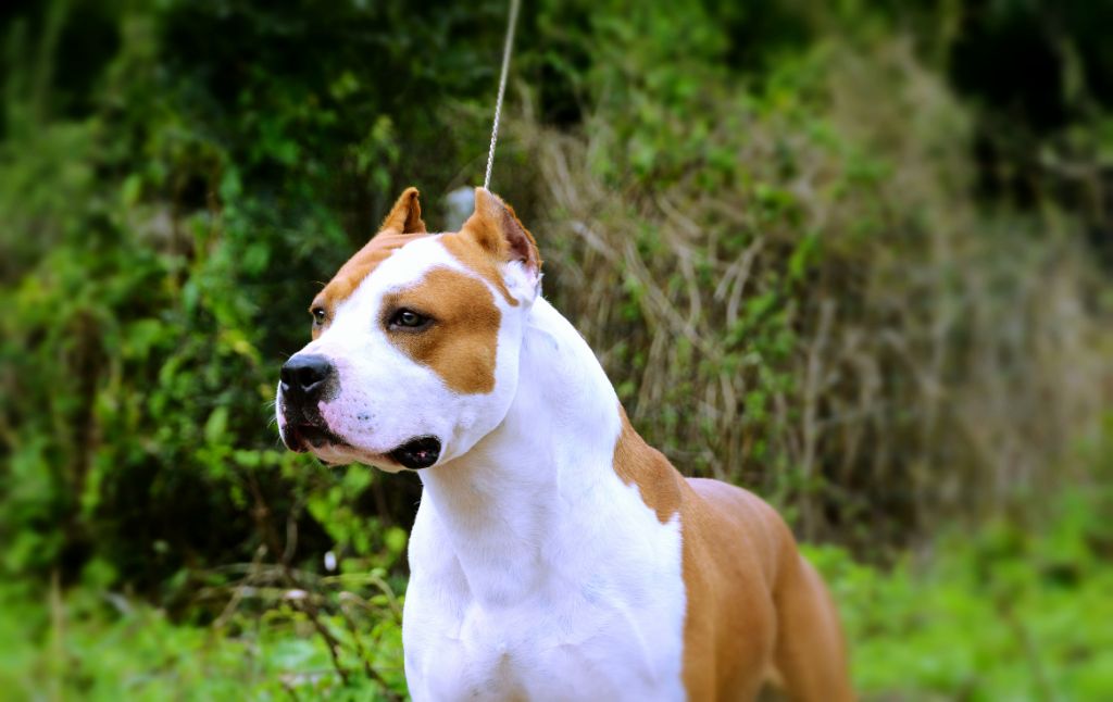 Publication : Glory Potency Of Ring's