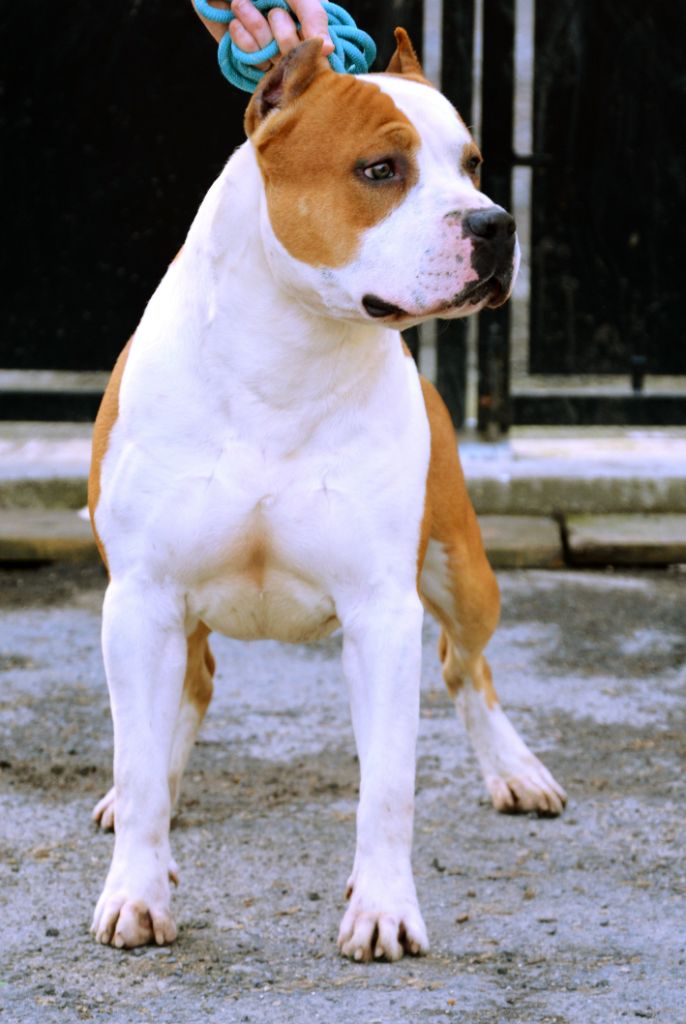 Publication : Glory Potency Of Ring's