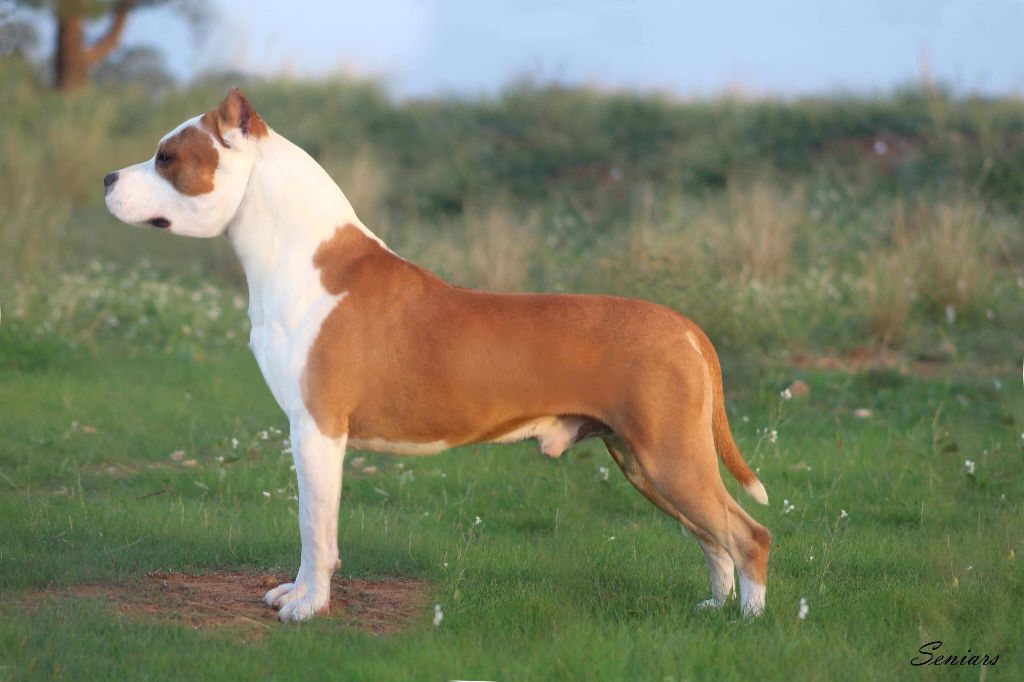 Publication : Glory Potency Of Ring's