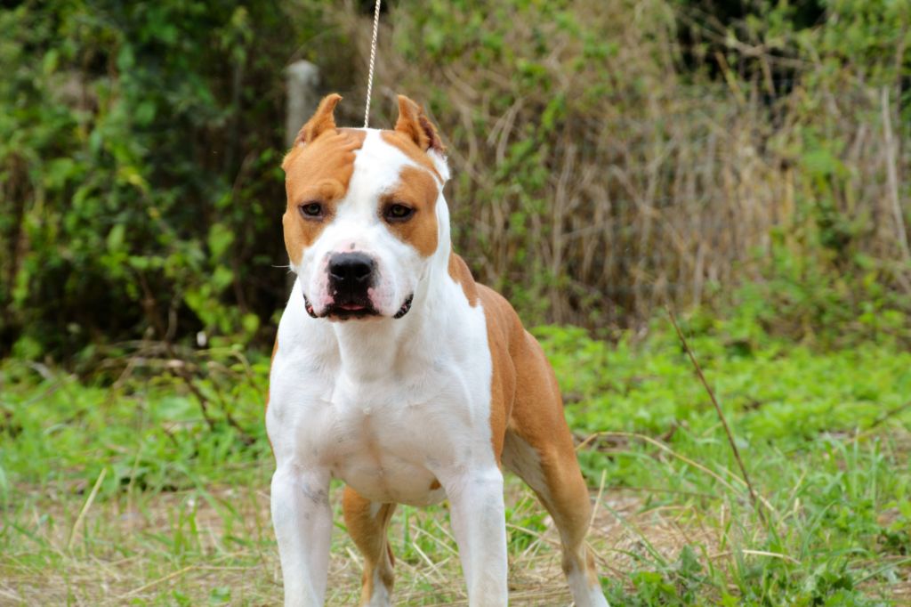 Publication : Glory Potency Of Ring's