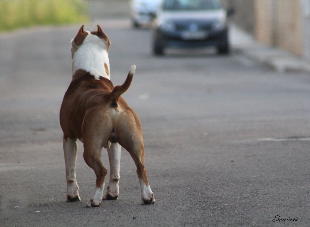 Publication : Glory Potency Of Ring's