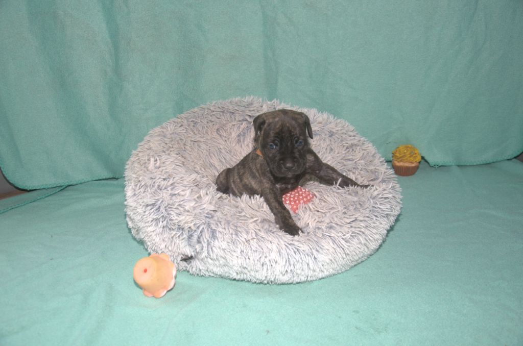 Cane Corso - Palazzo-Casanova