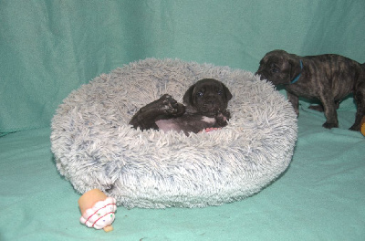 Les chiots de Cane Corso