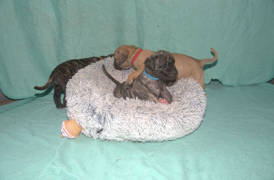 Les chiots de Cane Corso