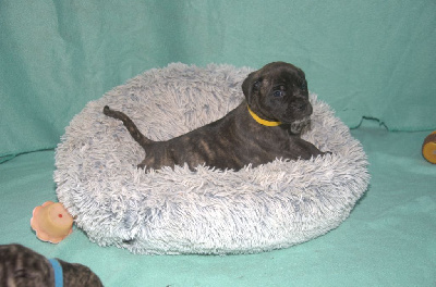 Les chiots de Cane Corso
