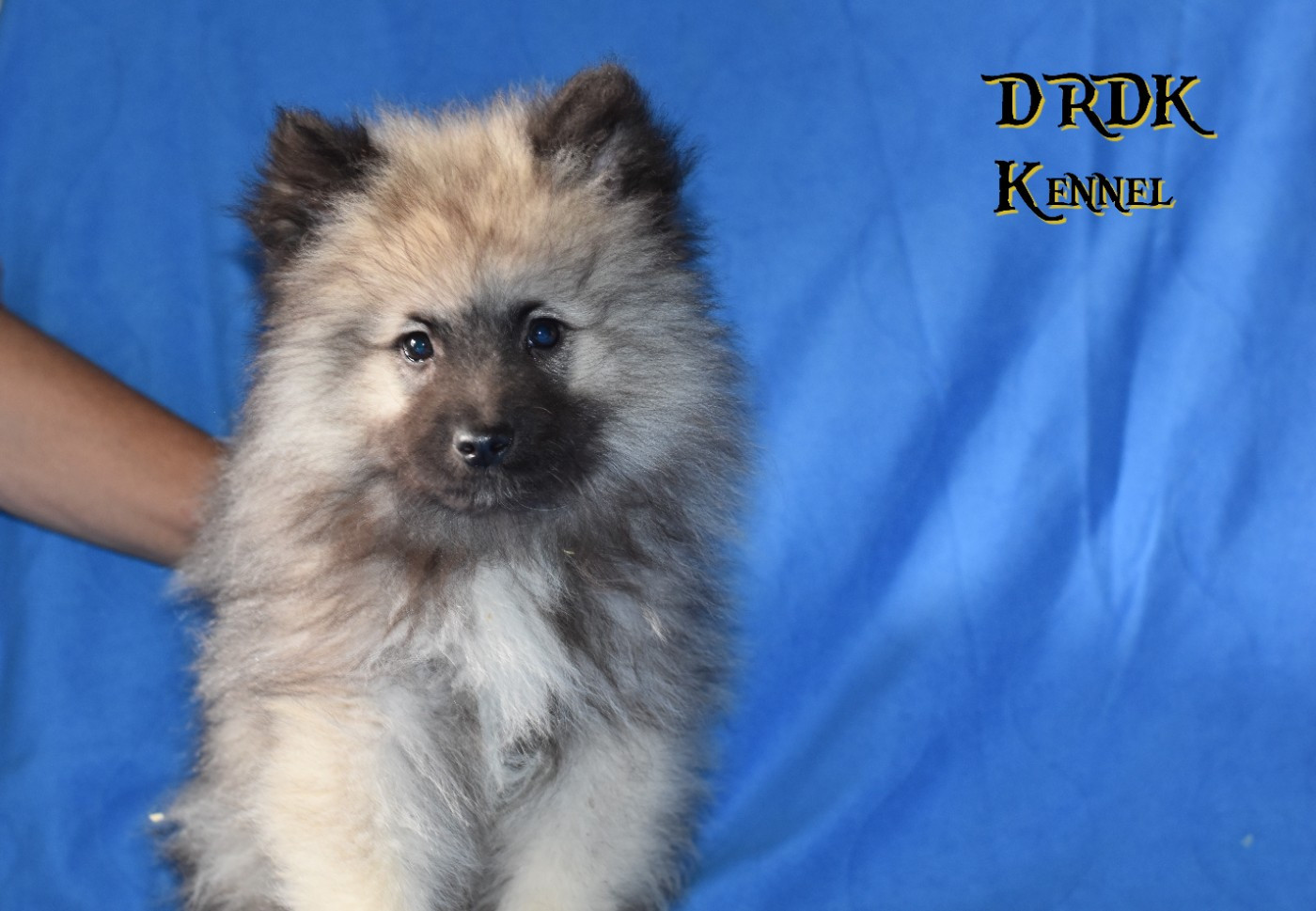 A... Du Royaume des Khaleesis - Spitz allemand