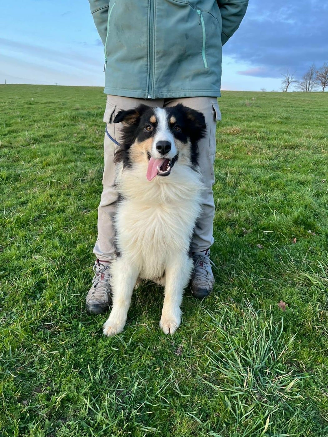 Berger Australien - Du Royaume Des Khaleesis