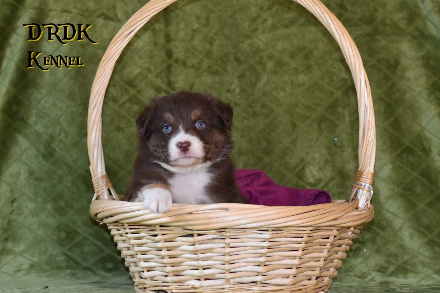 Berger Australien - Du Royaume Des Khaleesis