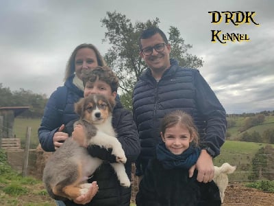 Les chiots de Berger Australien