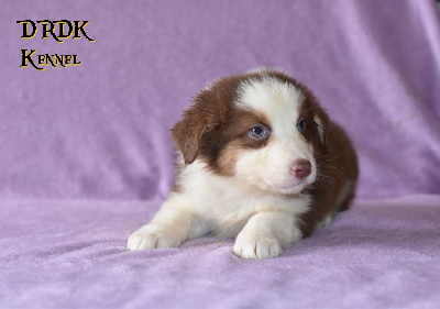 Les chiots de Berger Australien