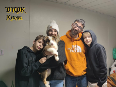 Les chiots de Berger Australien