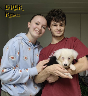 Les chiots de Berger Australien