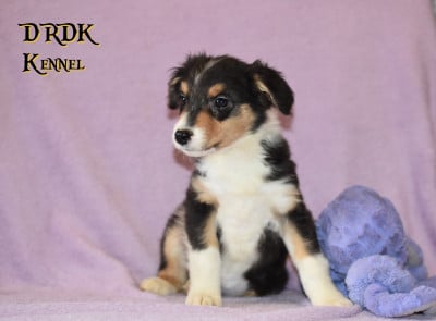 Les chiots de Berger Australien