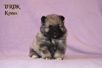 Les chiots de Spitz allemand