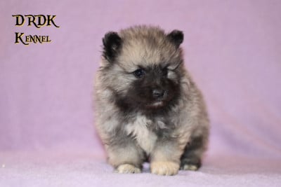 Les chiots de Spitz allemand