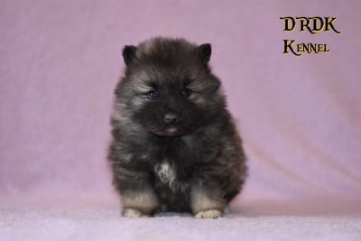 Les chiots de Spitz allemand
