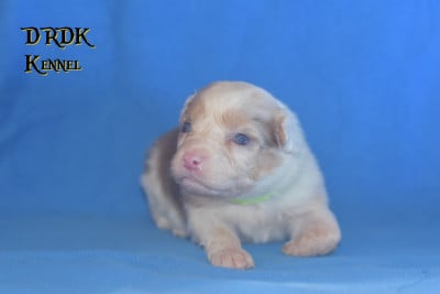 Les chiots de Berger Australien