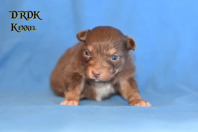 Les chiots de Berger Australien