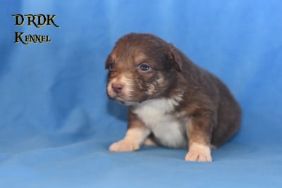 Les chiots de Berger Australien
