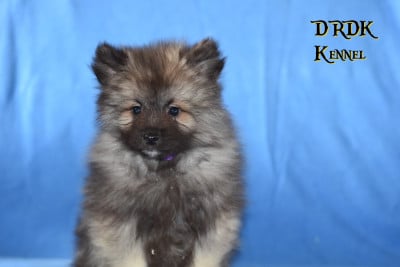 Les chiots de Spitz allemand