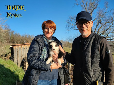 Les chiots de Berger Australien