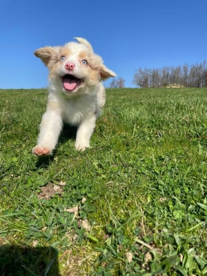 Les chiots de Berger Australien
