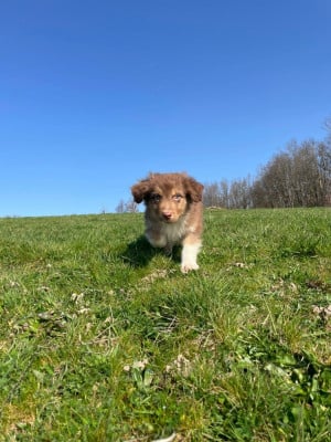 Les chiots de Berger Australien