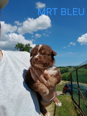 Les chiots de Berger Australien