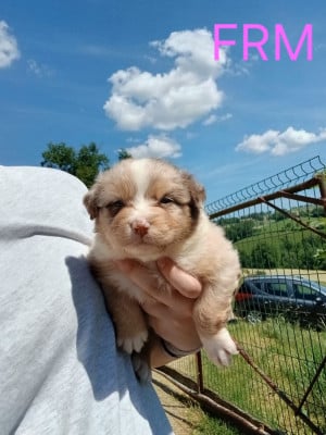 Les chiots de Berger Australien