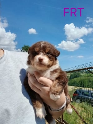 Les chiots de Berger Australien